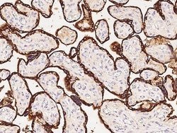 Invitrogen PSG1 Polyclonal Antibody 100 &mu;L; Unconjugated:Antibodies,