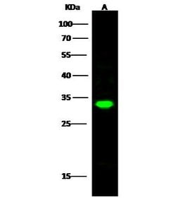 Invitrogen PSME2 Polyclonal Antibody 100 &mu;L; Unconjugated:Antibodies,