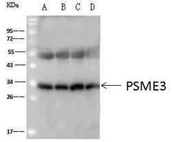 PSME3 Polyclonal Antibody:Antibodies, Polyclonal