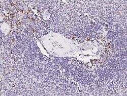 Invitrogen CD45 Polyclonal Antibody 100 &mu;L; Unconjugated:Antibodies,