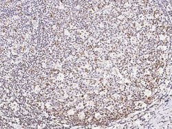 Invitrogen CD45 Polyclonal Antibody 100 &mu;L; Unconjugated:Antibodies,