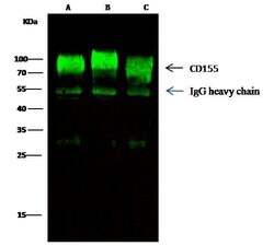 Invitrogen CD155 Polyclonal Antibody 100 &mu;L; Unconjugated:Antibodies,