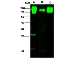 Invitrogen CD155 Polyclonal Antibody 100 &mu;L; Unconjugated:Antibodies,