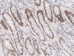 RNaseH2B Rabbit anti-Human, Polyclonal, Invitrogen 100 &mu;L; Unconjugated:Antibodies,