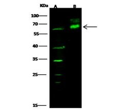 Invitrogen p70 S6 Kinase Polyclonal Antibody 100 &mu;L; Unconjugated:Antibodies,