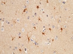 Invitrogen S100A16 Polyclonal Antibody 100 &mu;L; Unconjugated:Antibodies,