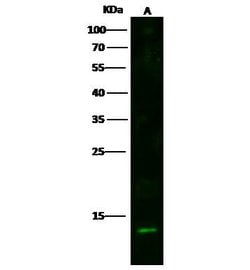 Invitrogen S100A16 Polyclonal Antibody 100 &mu;L; Unconjugated:Antibodies,