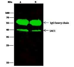 Invitrogen SAE1 Polyclonal Antibody 100 &mu;L; Unconjugated:Antibodies,