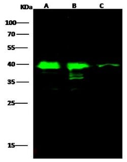 Invitrogen SAE1 Polyclonal Antibody 100 &mu;L; Unconjugated:Antibodies,