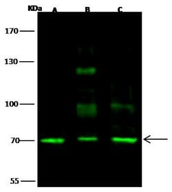 Invitrogen SCML2 Polyclonal Antibody 100 &mu;L; Unconjugated:Antibodies,