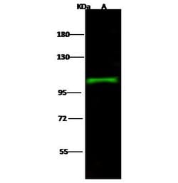 Invitrogen SEMA6A Polyclonal Antibody 100 &mu;L; Unconjugated:Antibodies,