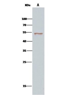 Invitrogen SETD7 Polyclonal Antibody 100 &mu;L; Unconjugated:Antibodies,