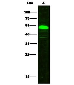 Invitrogen SETD7 Polyclonal Antibody 100 &mu;L; Unconjugated:Antibodies,