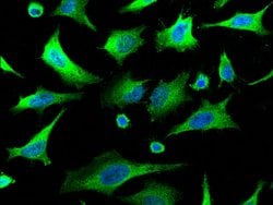 Invitrogen 14-3-3 sigma Polyclonal Antibody 100 &mu;L; Unconjugated:Antibodies,