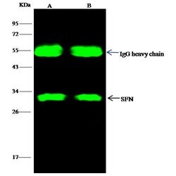 Invitrogen 14-3-3 sigma Polyclonal Antibody 100 &mu;L; Unconjugated:Antibodies,