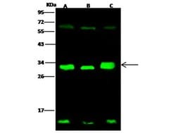 Invitrogen 14-3-3 sigma Polyclonal Antibody 100 &mu;L; Unconjugated:Antibodies,