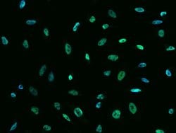 Invitrogen SIN3A Polyclonal Antibody 100 &mu;L; Unconjugated:Antibodies,