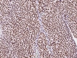 Invitrogen SIN3A Polyclonal Antibody 100 &mu;L; Unconjugated:Antibodies,
