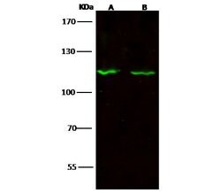 Invitrogen SIPA1 Polyclonal Antibody 100 &mu;L; Unconjugated:Antibodies,