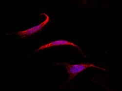 Invitrogen SOCS4 Polyclonal Antibody 100 &mu;L; Unconjugated:Antibodies,