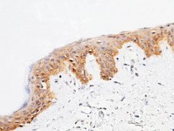 Invitrogen SPINK4 Polyclonal Antibody 100 &mu;L; Unconjugated:Antibodies,