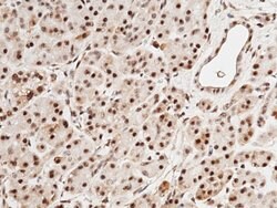 Invitrogen SPINK4 Polyclonal Antibody 100 &mu;L; Unconjugated:Antibodies,