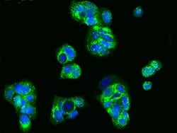 Invitrogen HAI-2 Polyclonal Antibody 100 &mu;L; Unconjugated:Anticorps,