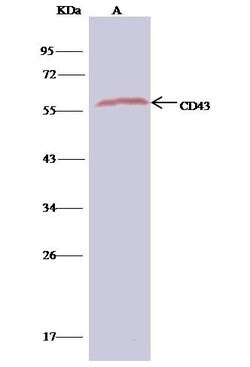 Invitrogen CD43 Polyclonal Antibody 100 &mu;L; Unconjugated:Antibodies,