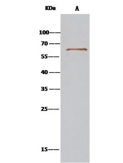SRFBP1 Polyclonal Antibody:Antibodies, Polyclonal
