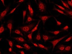 Invitrogen STAT4 Polyclonal Antibody 100 &mu;L; Unconjugated:Antibodies,