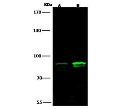 Invitrogen STAT4 Polyclonal Antibody 100 &mu;L; Unconjugated:Antibodies,
