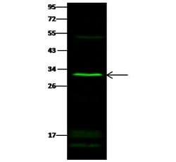 Invitrogen SULT1E1 Polyclonal Antibody 100 &mu;L; Unconjugated:Antibodies,
