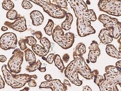 Invitrogen TAZ Polyclonal Antibody 100 &mu;L; Unconjugated:Antibodies,