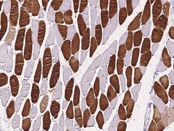 Invitrogen TAZ Polyclonal Antibody 100 &mu;L; Unconjugated:Antibodies,