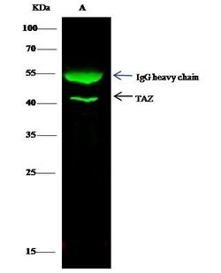 Invitrogen TAZ Polyclonal Antibody 100 &mu;L; Unconjugated:Antibodies,