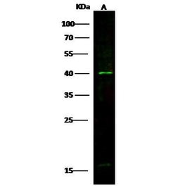 Invitrogen TAZ Polyclonal Antibody 100 &mu;L; Unconjugated:Antibodies,