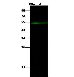 DP2 Polyclonal Antibody, Invitrogen 100 &mu;L; Unconjugated:Antibodies,