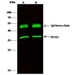 Invitrogen PIG3 Polyclonal Antibody 100 &mu;L; Unconjugated:Antibodies,