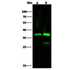 Invitrogen PIG3 Polyclonal Antibody 100 &mu;L; Unconjugated:Antibodies,
