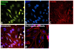 Invitrogen TSG101 Polyclonal Antibody 100 &mu;L; Unconjugated:Antibodies,
