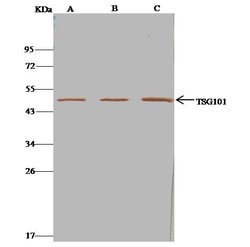 Invitrogen TSG101 Polyclonal Antibody 100 &mu;L; Unconjugated:Antibodies,