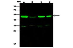 Invitrogen TSG101 Polyclonal Antibody 100 &mu;L; Unconjugated:Antibodies,