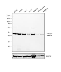Invitrogen TSG101 Polyclonal Antibody 100 &mu;L; Unconjugated:Antibodies,