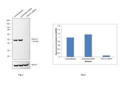 Invitrogen TSG101 Polyclonal Antibody 100 &mu;L; Unconjugated:Antibodies,