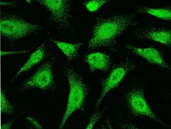 Invitrogen UBC9 Polyclonal Antibody 100 &mu;L; Unconjugated:Antibodies,