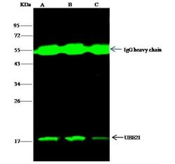 Invitrogen UBC9 Polyclonal Antibody 100 &mu;L; Unconjugated:Antibodies,