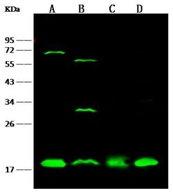 Invitrogen UBC9 Polyclonal Antibody 100 &mu;L; Unconjugated:Antibodies,