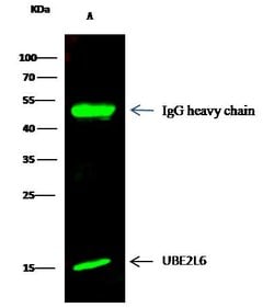 Invitrogen UBE2L6 Polyclonal Antibody 100 &mu;L; Unconjugated:Antibodies,