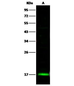 Invitrogen UBE2L6 Polyclonal Antibody 100 &mu;L; Unconjugated:Antibodies,