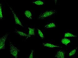 Invitrogen E6AP Polyclonal Antibody 100 &mu;L; Unconjugated:Antibodies,